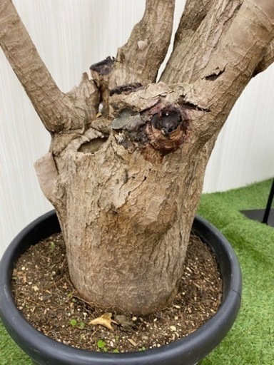 ユッカエレファンティぺス　♻️リユース観葉植物