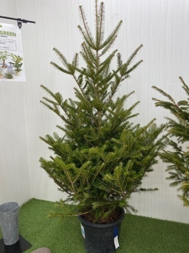 ウラジロモミ　♻️リユース観葉植物