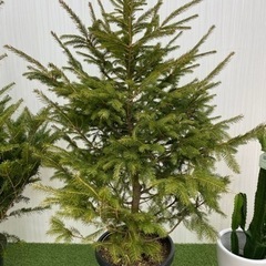 ドイツトウヒ  ♻️リユース観葉植物