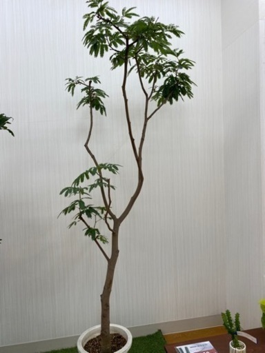 エバーフレッシュ　♻️リユース観葉植物