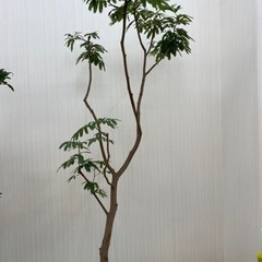 エバーフレッシュ　♻️リユース観葉植物