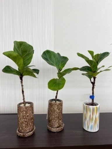 フィカスバンビーノ　mini  ♻️リユース観葉植物