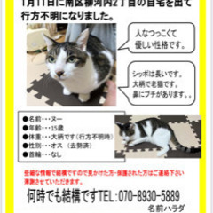 猫を探しております。印刷とポスティングを手伝って欲しいです。