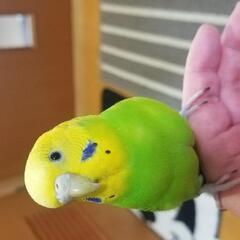 インコ