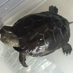 クサガメ　体長約20ｃｍ