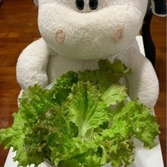 お野菜