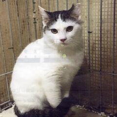 可愛い仔猫達の里親さん募集します