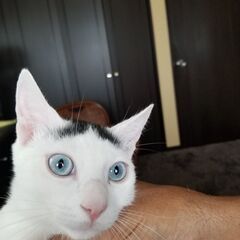 可愛い仔猫達の里親さん募集します - 鎌倉市