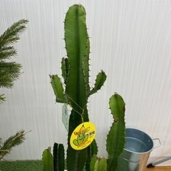 ダイウンカク　♻️リユース観葉植物の画像