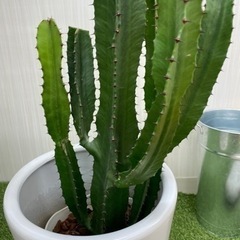 ダイウンカク　♻️リユース観葉植物の画像