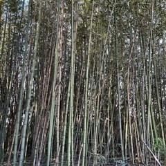 真竹　何本でも10円❗️❗️の画像