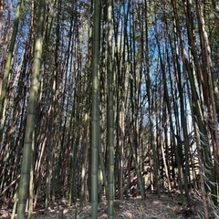 真竹　何本でも10円❗️❗️の画像