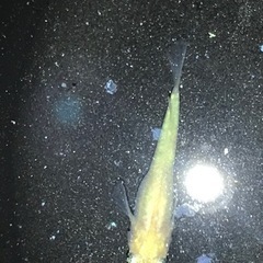 小雪メダカの卵です✩.*˚