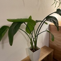 お得！配送可！オーガスタ！2株植え！　ストレリチア　観葉植物