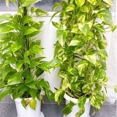 植物3つ