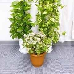 植物3つ