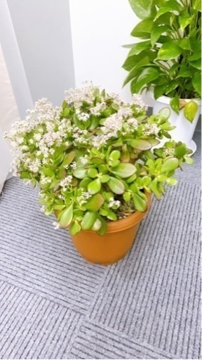 植物3つ