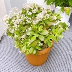 植物3つ