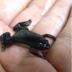 アフリカツメガエル