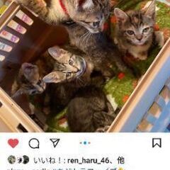 【2月6日10時〜12時】保護猫譲渡会&屋台&猫アクセサリー