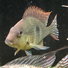 ゲオファーガス3種3匹の画像