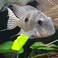 ゲオファーガス3種3匹の画像
