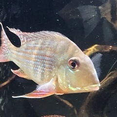 ゲオファーガス3種3匹の画像