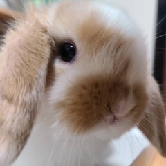 ロップイヤーの小さい兄弟
