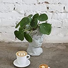 エスプレッソ　オシャレ　コーヒー　インテリア　飾り　ハイドロカルチャー　ホワイト　白　シンプル　　コーヒーカップ　マグカップ　カップ　紅茶　ティー　　インテリア　1人暮らし　新生活　シンプル　カップコーヒー　カップラテ　ディスプレイ　置物　コレクション　coffee cup 撮影の画像