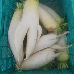 食べて下さい😭出荷不可ダイコンの画像