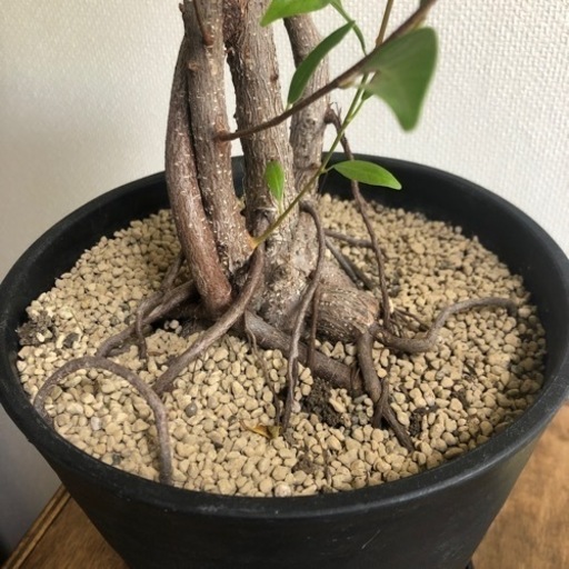 観葉植物　