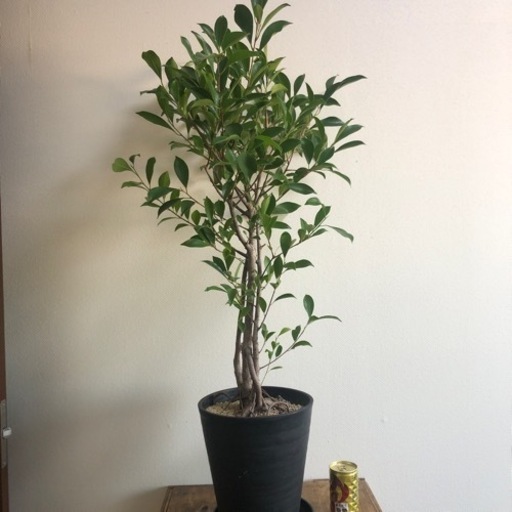 観葉植物　 観葉植物のある暮らし」で生活に彩りを。【フラワーアドバイザー監修 