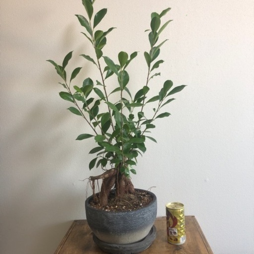 観葉植物