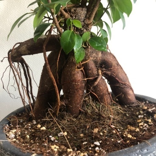 観葉植物