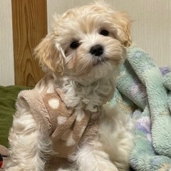 マルプーメス4ヶ月