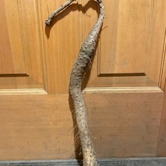 ヤマイモ種芋600g  の画像
