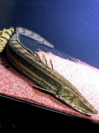 ビキールビキール