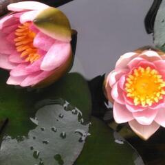 スイレン　植え替えを手伝って下さる方に
