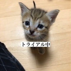 4兄弟