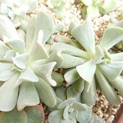 【取引中】多肉植物 トップシータビーの画像