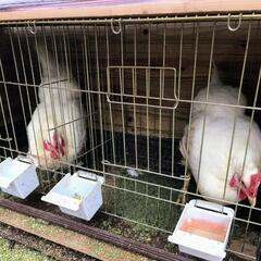 ニワトリ 雌2羽差し上げます