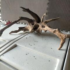 枝流木③の画像