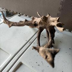 枝流木③の画像
