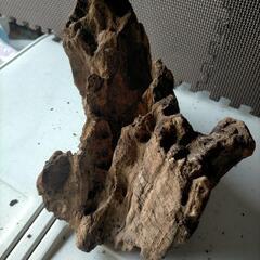 流木⑤の画像