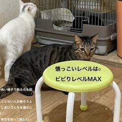 飼い主が脳梗塞で倒れ2匹行くあてがありません