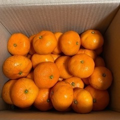 みかん🍊　蒲郡産5㎏　　再入荷しました