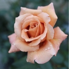 薔薇の大苗☆ジュリア☆冬剪定済み☆バラがお好きな方へ