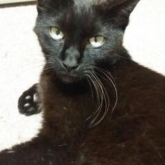 黒猫好きの方、必見 Part2！(愛嬌たっぷり)