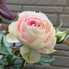 薔薇の大苗☆パシュミナ☆冬剪定済み☆バラがお好きな方へ