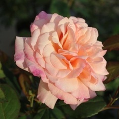 薔薇の大苗☆グルスアンアーヘン☆冬剪定済み☆バラがお好きな方へ